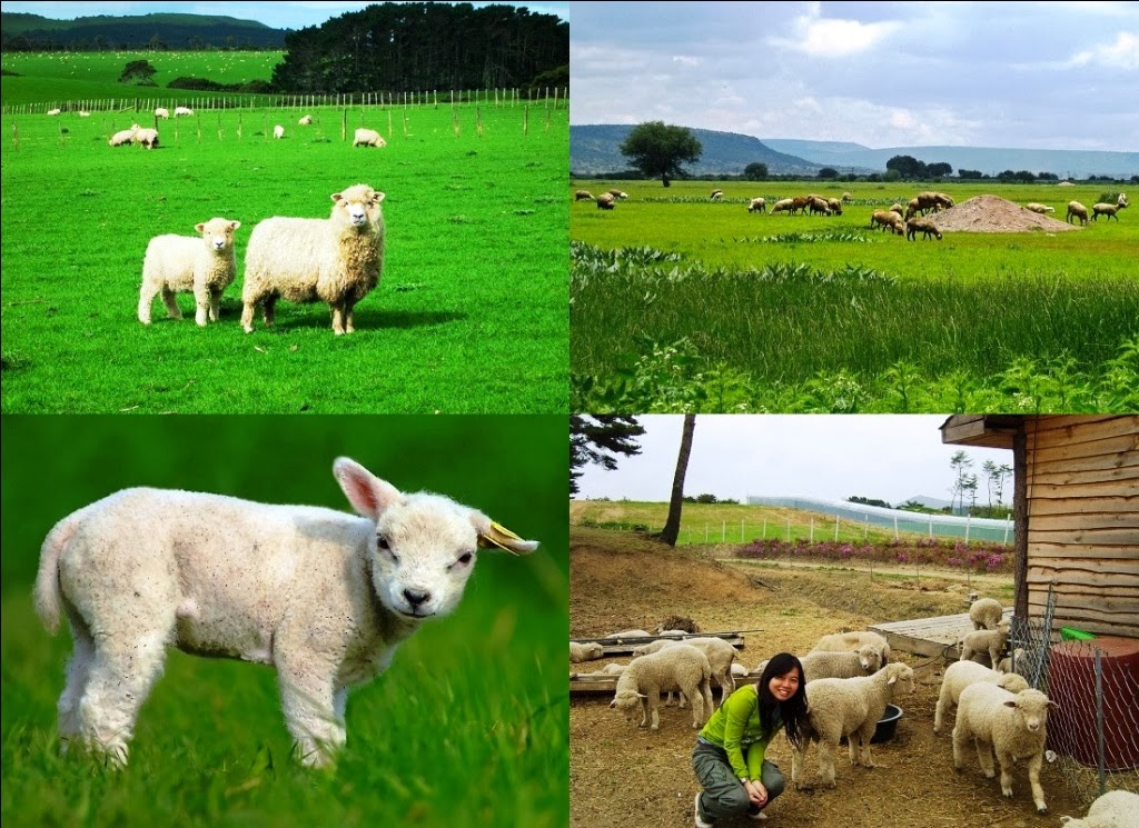 make money farming sheep